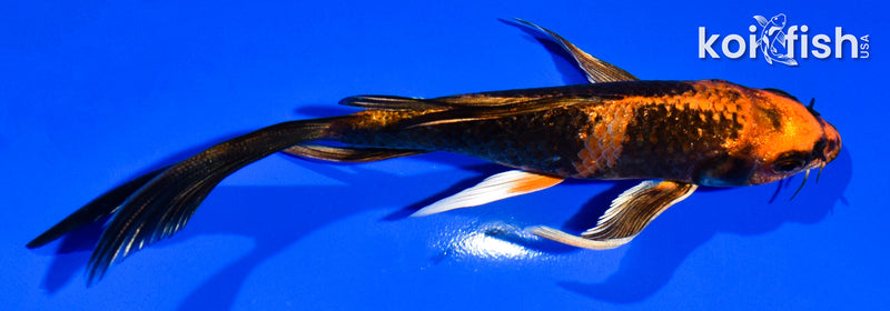 5.5" KIN HI UTSURI BUTTERFLY