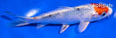 5.5" TANCHO YAMATO NISHIKI