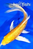 7.25" GINRIN YAMABUKI OGON BUTTERFLY