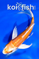 5" KIKUSUI BUTTERFLY