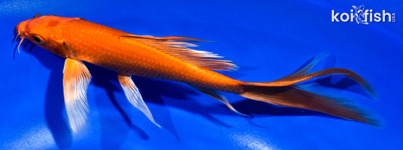 7" ORENJI OGON BUTTERFLY