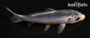 4.5" ASAGI