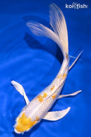 9.5" LEMON HARIWAKE BUTTERFLY