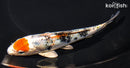 6.25" YAMATO NISHIKI