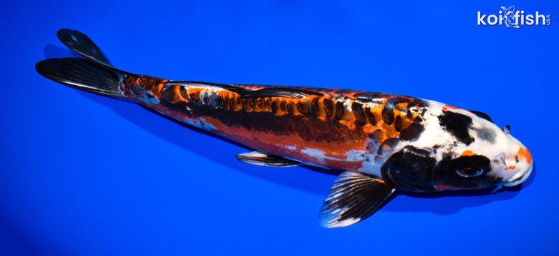 12.25" BENI KIKOKURYU
