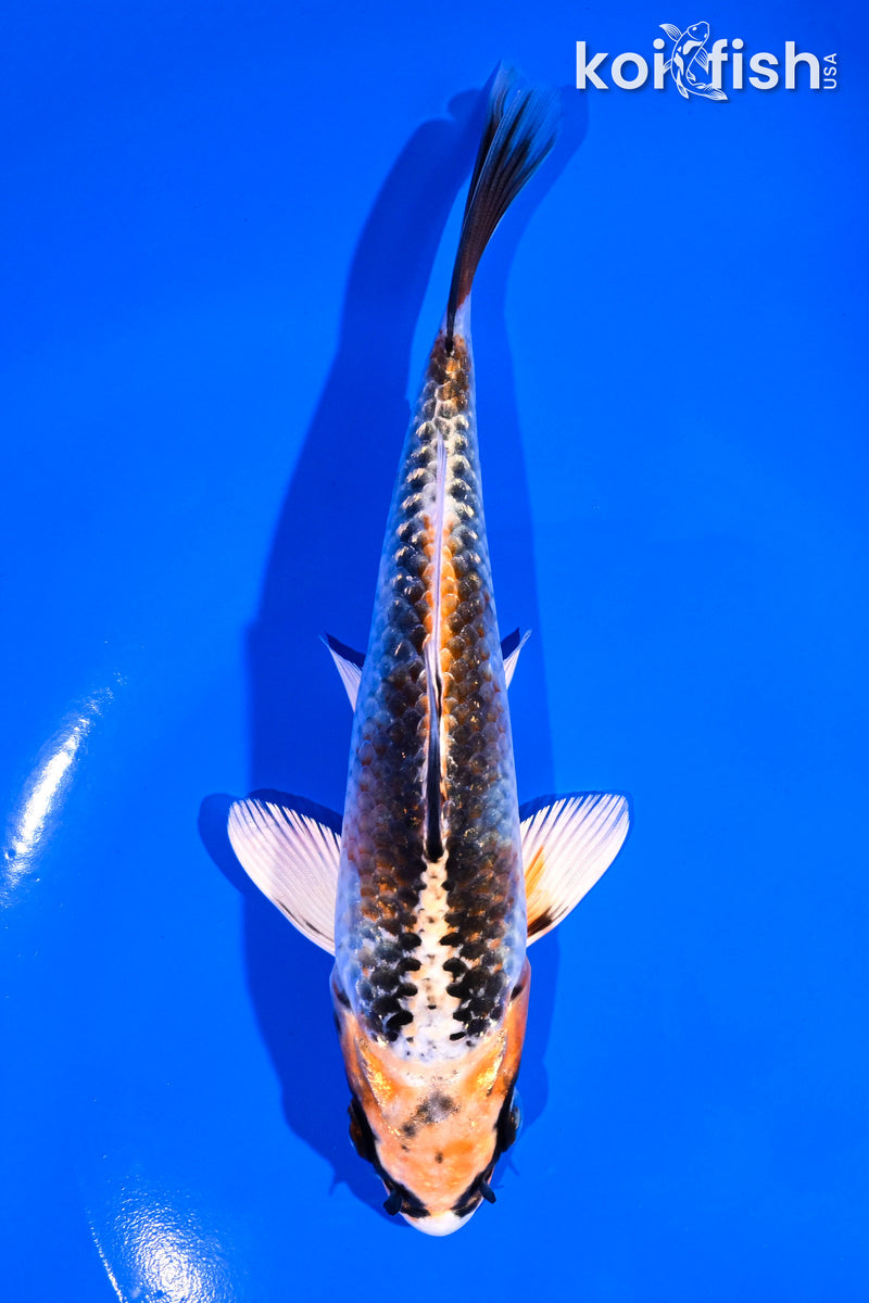 6.5" KUJAKU
