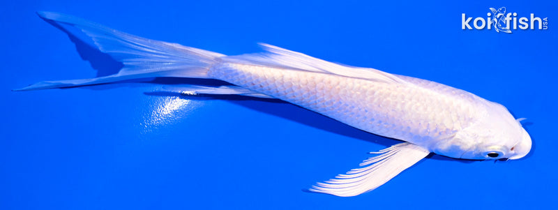 5.75" PLATINUM OGON BUTTERFLY