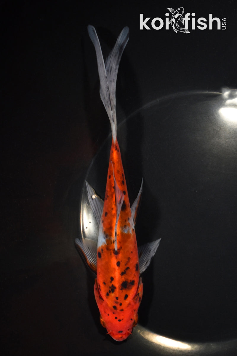 7.5" SHUBUNKIN GOLDFISH