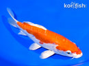 7" KIKUSUI