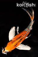 6.75" KUJAKU BUTTERFLY