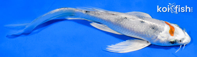 6" YAMATO NISHIKI BUTTERFLY