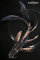 9.75" KIKOKURYU BUTTERFLY