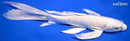 9.75" PLATINUM OGON BUTTERFLY