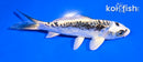 5" KIKOKURYU
