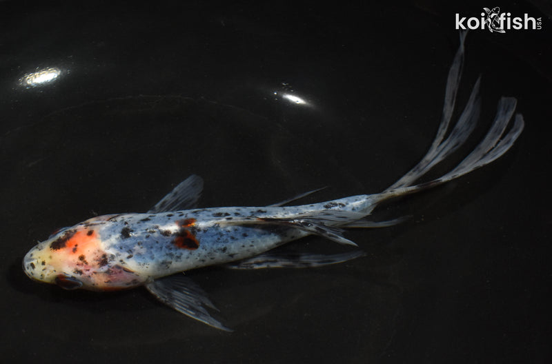 7.5" SHUBUNKIN GOLDFISH
