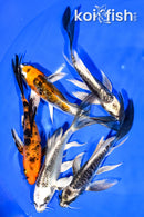 PACK OF (5) 5.5" BUTTERFLY KOI