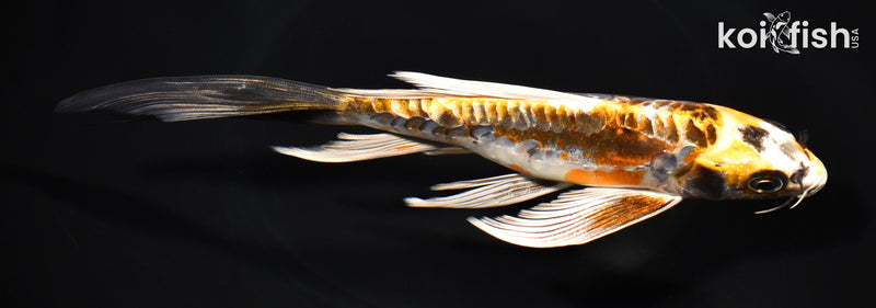 7.5" ARAGOKE BENI KIKOKURYU BUTTERFLY