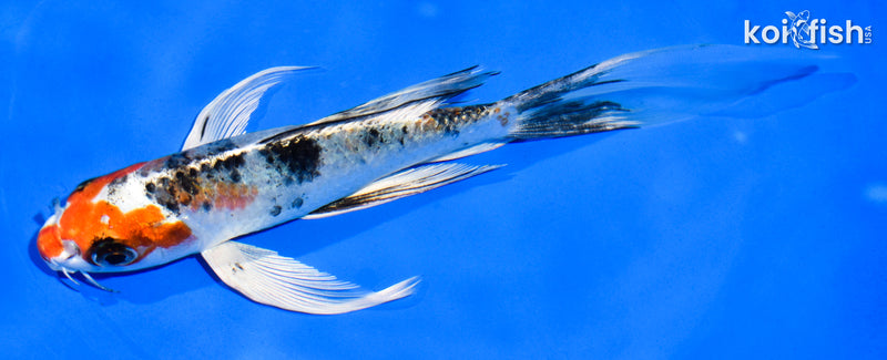 7" YAMATO NISHIKI BUTTERFLY