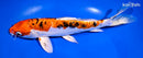 9" HEISEI NISHIKI