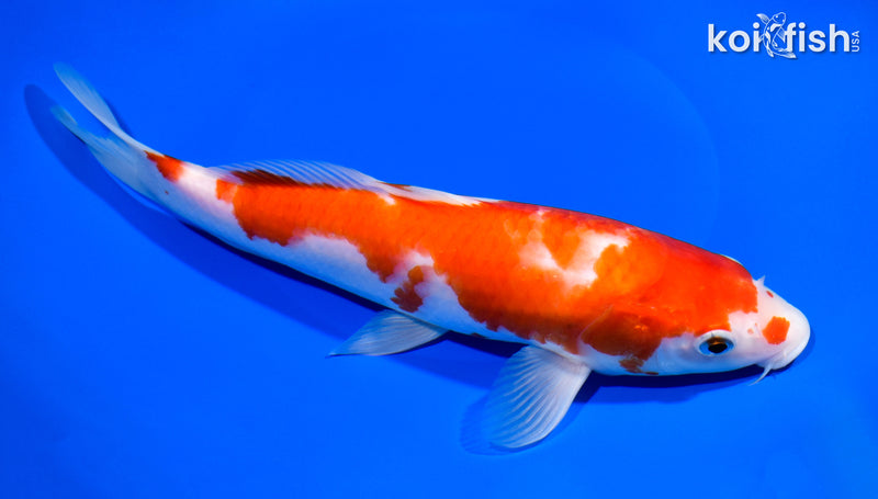 10" KOHAKU