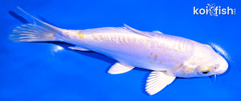 6.75" DOITSU LEMON HARIWAKE