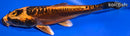 7.25" BENI KIKOKURYU
