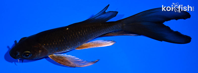 5.75" METALLIC CHAGOI BUTTERFLY