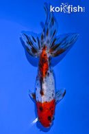 5.5" CALICO WATONAI GOLDFISH