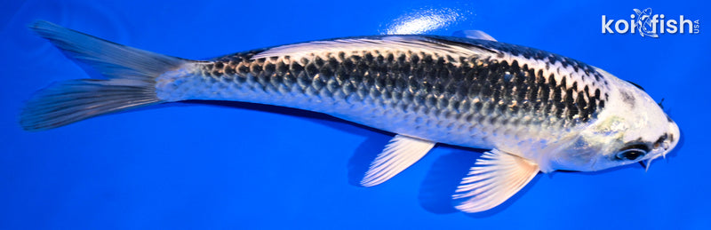6.75" GIN MATSUBA