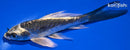 5.25" KIKOKURYU BUTTERFLY
