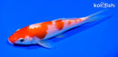 6" KOHAKU