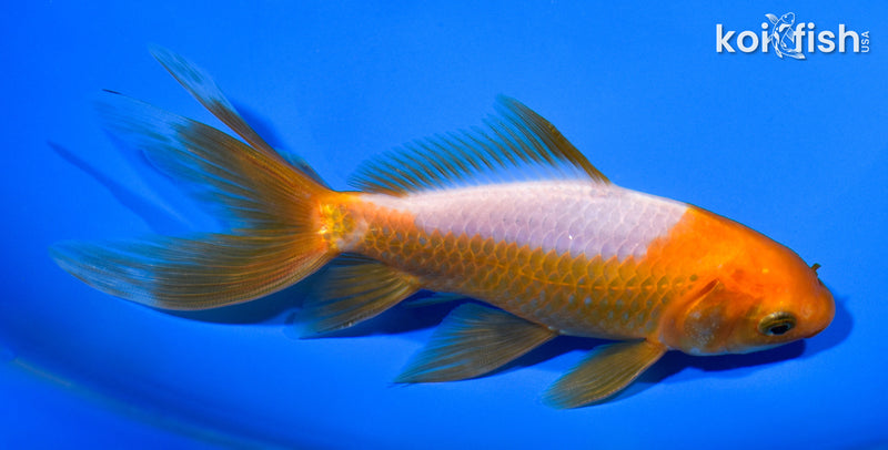 5.75" WAKIN GOLDFISH