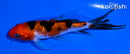 4.75" GINRIN SANKE BUTTERFLY