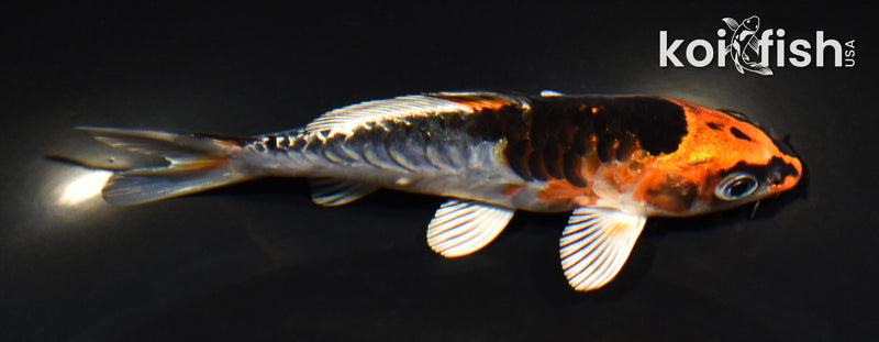 4.75" ARAGOKE KUJAKU