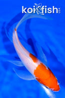 6.75" KOHAKU BUTTERFLY
