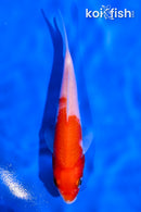 4.5" KOHAKU
