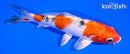 6" YAMATO NISHIKI
