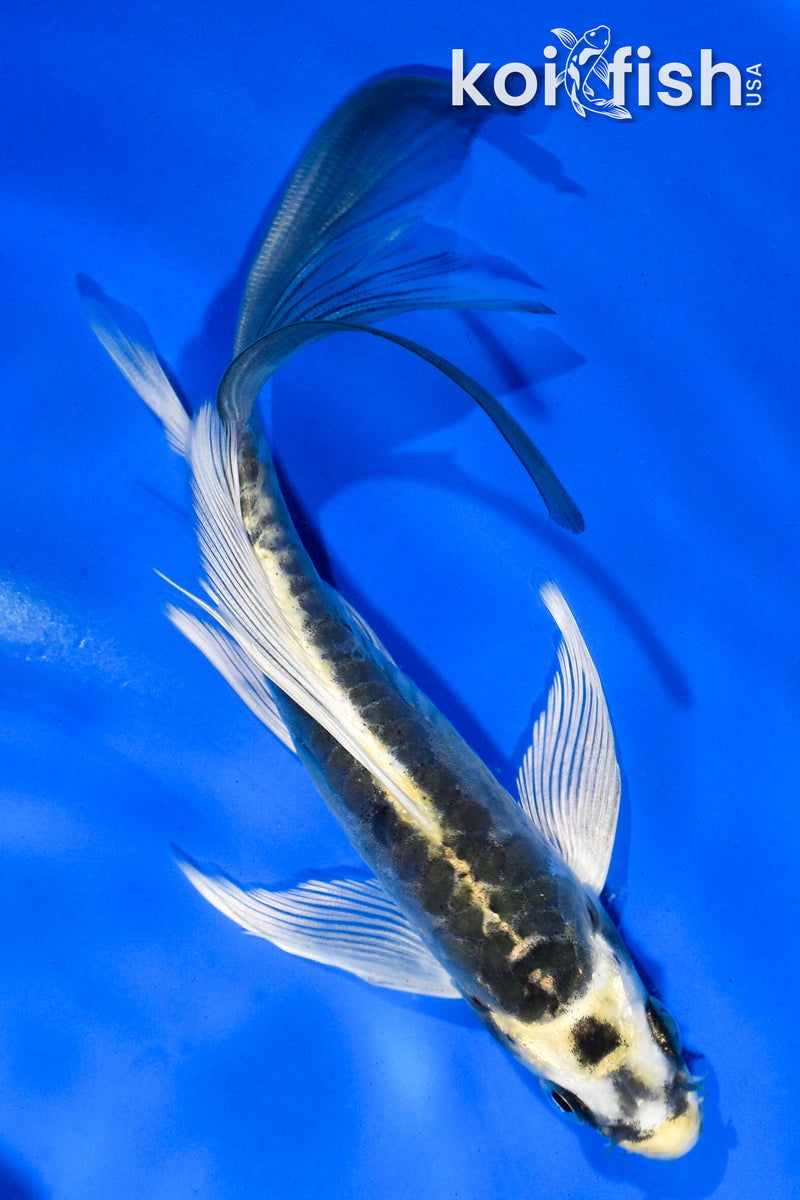 5.5" KIN KIKOKURYU BUTTERFLY