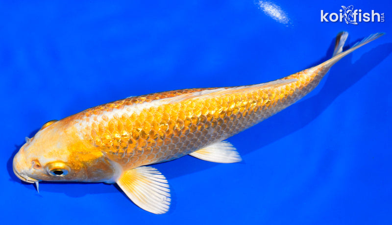 7.5" GINRIN YAMABUKI OGON