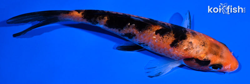 5.25" AKA SANKE