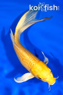 8.25" YAMABUKI OGON BUTTERFLY