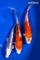 PACK OF (3) 6-7" IMPERFECT STANDARD KOI