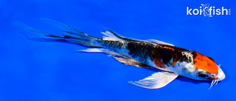 5" YAMATO NISHIKI BUTTERFLY