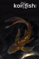 5.75" GINRIN CHAGOI BUTTERFLY