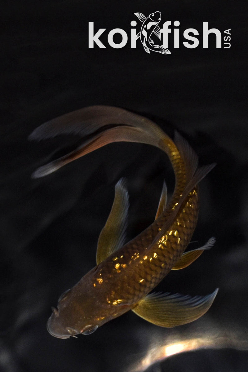 5.75" GINRIN CHAGOI BUTTERFLY