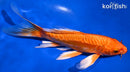 7.5" DOITSU ORENJI OGON BUTTERFLY