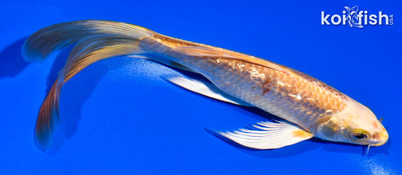 6.5" GINRIN ORENJI OGON BUTTERFLY