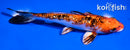 6" GINRIN YAMATO NISHIKI