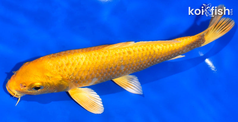 7" YAMABUKI OGON