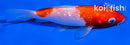 5" GINRIN KOHAKU